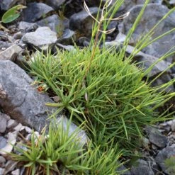 Fragrant Snowflake Dianthus -High Country Gardens dianthus petraeus noeanus fragrant snowflake 2