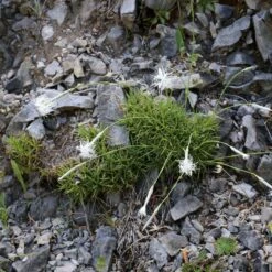 Fragrant Snowflake Dianthus -High Country Gardens dianthus petraeus noeanus fragrant snowflake 3
