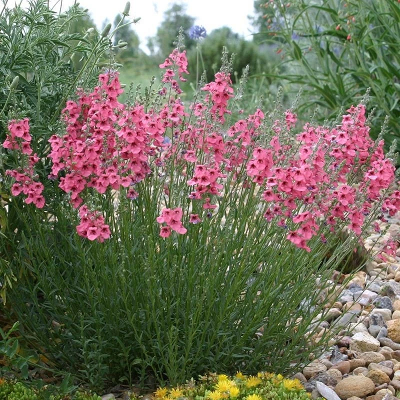 Coral Canyon® Twinspur (Diascia) 3 Coral Canyon® Twinspur (Diascia)