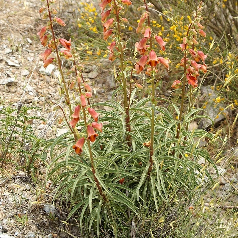 Sunset® Foxglove 5 Sunset® Foxglove - Image 3