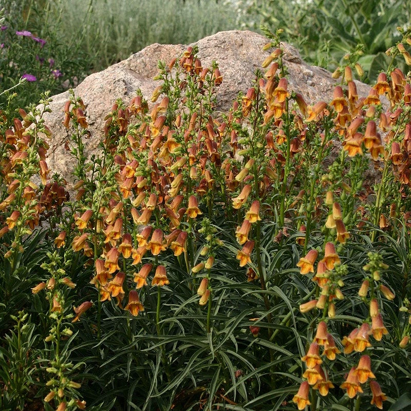 Sunset® Foxglove 3 Sunset® Foxglove