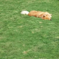 Dog Tuff™ Grass Plugs -High Country Gardens dog tuff grass hblb870 with dog