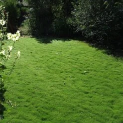 Dog Tuff™ Grass Plugs -High Country Gardens dog tuff grass plug lawn