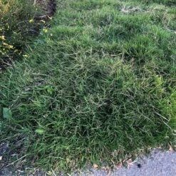 Dog Tuff™ Grass Plugs -High Country Gardens dog tuff grass plugs close