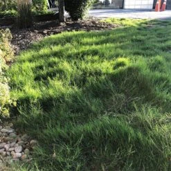 Dog Tuff™ Grass Plugs -High Country Gardens dog tuff grass plugs dog friendly grass