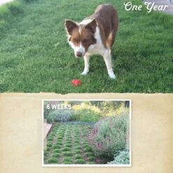 Dog Tuff™ Grass Plugs -High Country Gardens dogtuff before after