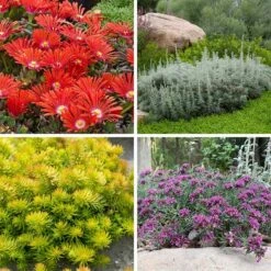 Drought Resistant Groundcover Collection 10 Drought Resistant Groundcover Collection -High Country Gardens drought resistant groundcover coll 10 15 24