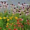 Eastern Xeriscape Wildflower Seed Mix 2 Eastern Xeriscape Wildflower Seed Mix -High Country Gardens eastern xeriscape hero