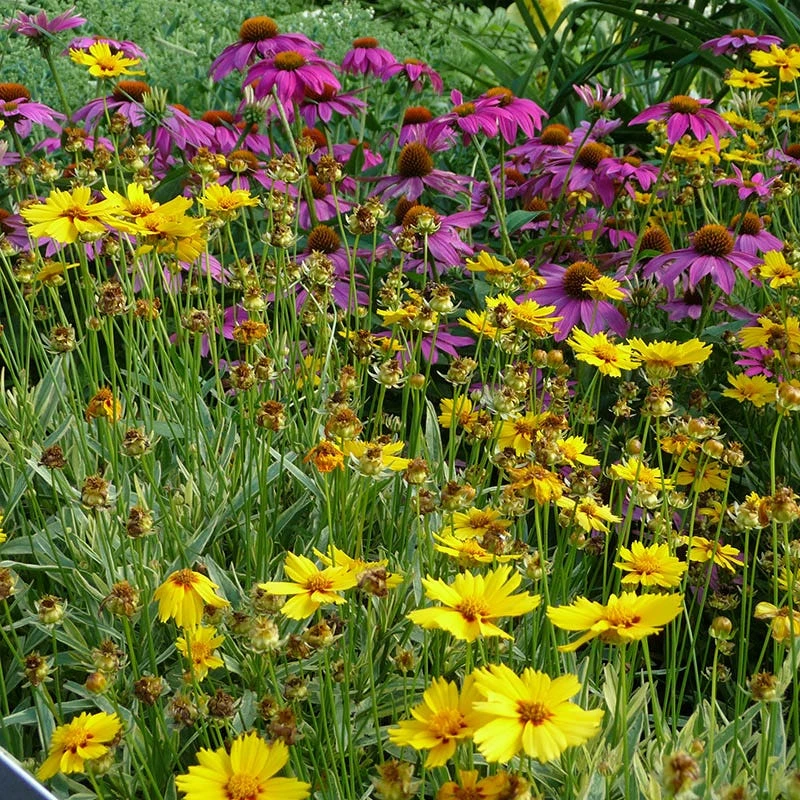 Eastern Xeriscape Wildflower Seed Mix 4 Eastern Xeriscape Wildflower Seed Mix - Image 2