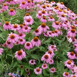 Echinacea Purpurea -High Country Gardens echinacea purpurea purple coneflower 3