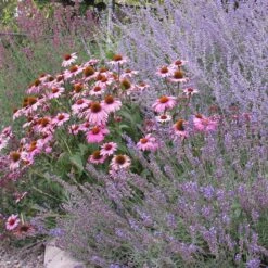 Echinacea Purpurea -High Country Gardens echinacea purpurea purple coneflower 4