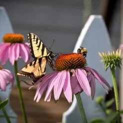 Echinacea Purpurea -High Country Gardens echinacea purpurea purple coneflower 5
