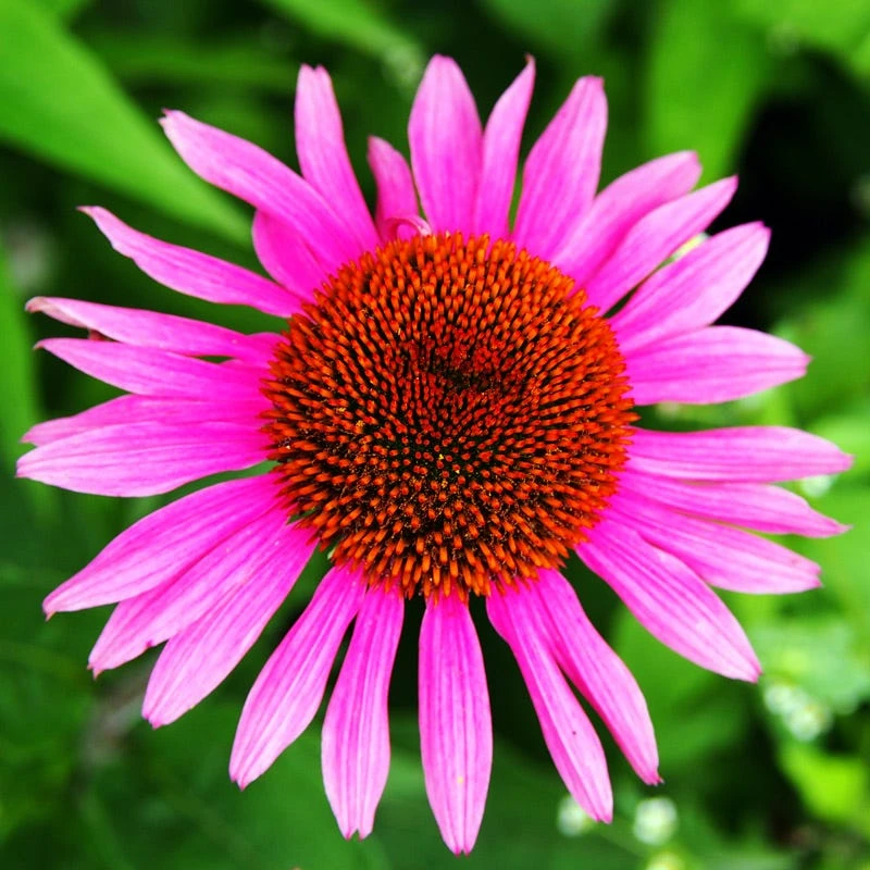 Ruby Star Echinacea 3 Ruby Star Echinacea
