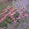 August Afternoons Pre-Planned Garden 2 August Afternoons Pre-Planned Garden -High Country Gardens echinacea purpurea magnus perovskia lavandula angustifolia 1