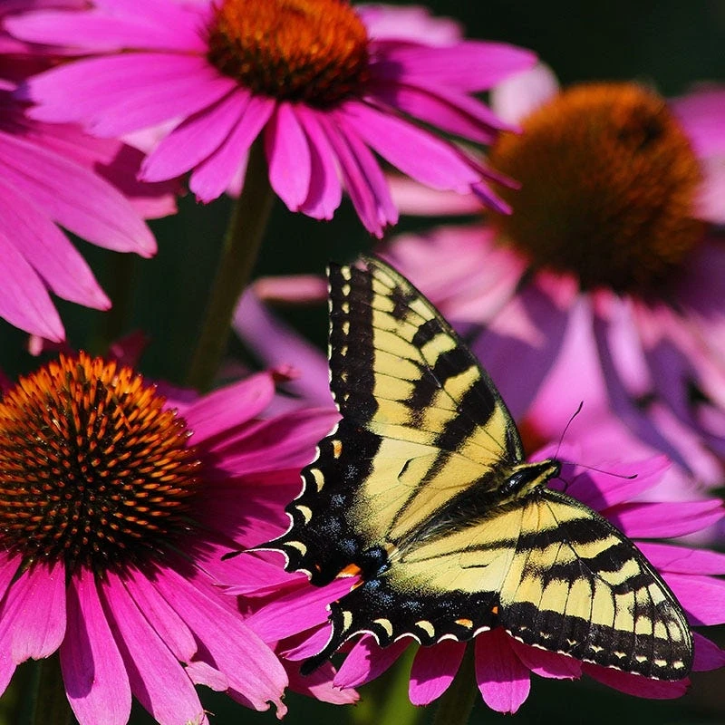 Ruby Star Echinacea 4 Ruby Star Echinacea - Image 2
