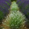 Edelweiss Lavender 1 Edelweiss Lavender -High Country Gardens edelweiss lavender garden meadow 1