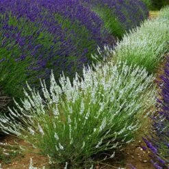 Edelweiss Lavender -High Country Gardens edelweiss lavender pale lavender spikes 1