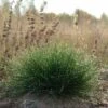 Eilers Beauty™ Fescue Grass 1 Eilers Beauty™ Fescue Grass -High Country Gardens eilers beauty fescue grass 1