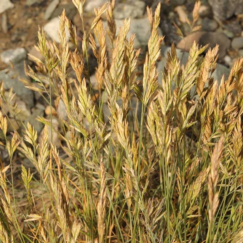 Eilers Beauty™ Fescue Grass 4 Eilers Beauty™ Fescue Grass - Image 2