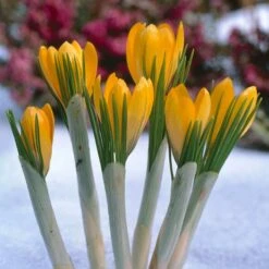 Yellow Mammoth Dutch Crocus -High Country Gardens elbo12578 crocus yellow mammoth cropped