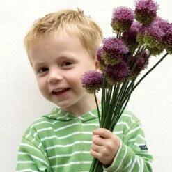 Drumstick Allium 11 Drumstick Allium -High Country Gardens elbo37035 allium drunstick cropped