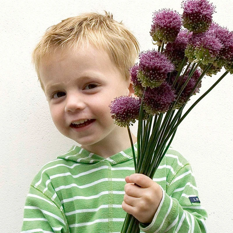 Drumstick Allium 7 Drumstick Allium - Image 5