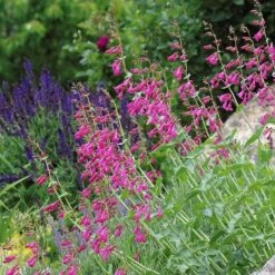 Coconino County Desert Penstemon 17 Coconino County Desert Penstemon -High Country Gardens emmis oure penstemon coconino county 3 cropped 1