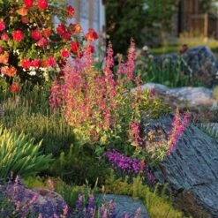 Coconino County Desert Penstemon 12 Coconino County Desert Penstemon -High Country Gardens emmis oure penstemon coconino county 6 cropped 1