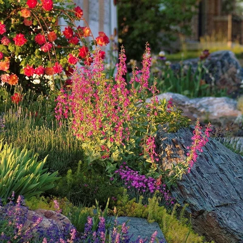 Coconino County Desert Penstemon 5 Coconino County Desert Penstemon - Image 3