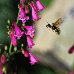 Coconino County Desert Penstemon 14 Coconino County Desert Penstemon -High Country Gardens emmis oure penstemon coconino county with bee cropped 1