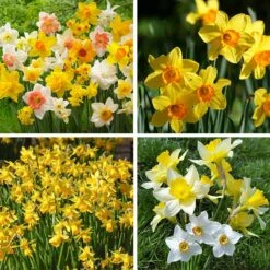 Endless Daffodil Bulb Collection -High Country Gardens endless daffodil bulb coll fy26
