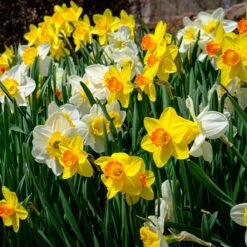 Endless Daffodil Bulb Collection -High Country Gardens endless daffodil sq