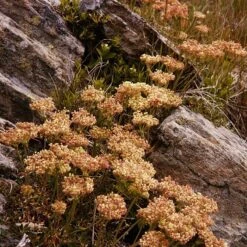 Arrowleaf Buckwheat 11 Arrowleaf Buckwheat -High Country Gardens eriogonum compositum fall color