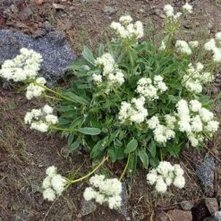 Arrowleaf Buckwheat 10 Arrowleaf Buckwheat -High Country Gardens eriogonum compositum flowering