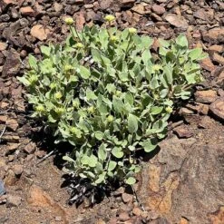 Arrowleaf Buckwheat 9 Arrowleaf Buckwheat -High Country Gardens eriogonum compositum foliage