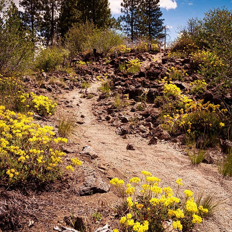 Sulphur-flower Buckwheat 4 Sulphur-flower Buckwheat - Image 2