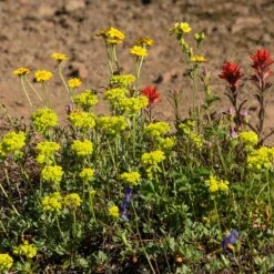 Sulphur-flower Buckwheat 9 Sulphur-flower Buckwheat -High Country Gardens eriogonum umbellatum3