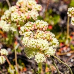 Sulphur-flower Buckwheat 10 Sulphur-flower Buckwheat -High Country Gardens eriogonum umbellatum4