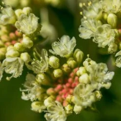 Sulphur-flower Buckwheat 11 Sulphur-flower Buckwheat -High Country Gardens eriogonum umbellatum5