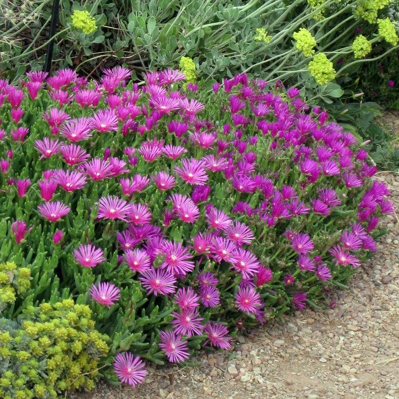 Cooper's Hardy Ice Plant 3 Cooper's Hardy Ice Plant