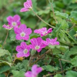 Bishop's Form Heronsbill (Erodium) 6 Bishop's Form Heronsbill (Erodium) -High Country Gardens erodium bishops form 2