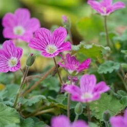 Bishop's Form Heronsbill (Erodium) 7 Bishop's Form Heronsbill (Erodium) -High Country Gardens erodium bishops form 3