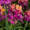 Erysistible™ Tricolor Wallflower 1 Erysistible™ Tricolor Wallflower -High Country Gardens erysistible tricolor wallflower 1