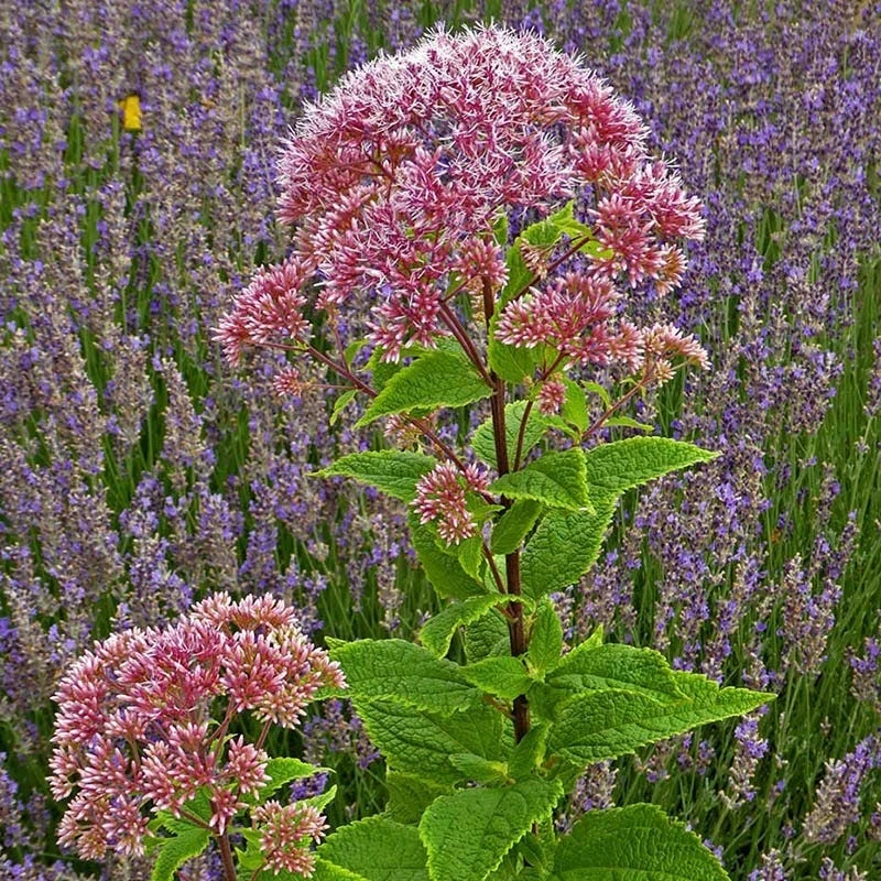 Red Dwarf Joe Pye Weed (Eupatorium) 4 Red Dwarf Joe Pye Weed (Eupatorium) - Image 2