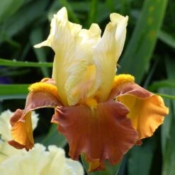 Desert Sky Bearded Iris Collection -High Country Gardens fall fiesta desert sky coll