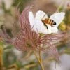 Apache Plume (Fallugia) 2 Apache Plume (Fallugia) -High Country Gardens fallugia paradoxa bee seed head cropped 1 1