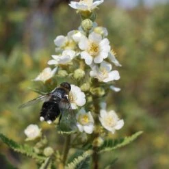 Fernbush (Chamaebatiaria) 9 Fernbush (Chamaebatiaria) -High Country Gardens fernbush pollinator bloom