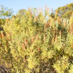 Habitat Shrub Collection For The West -High Country Gardens fernbush sq