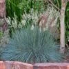 Siskiyou Blue Fescue Grass 1 Siskiyou Blue Fescue Grass -High Country Gardens festuca idahoensis siskiyou blue 4