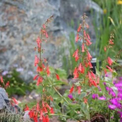 Firecracker Penstemon Richfield Strain -High Country Gardens firecracker penstemon garden